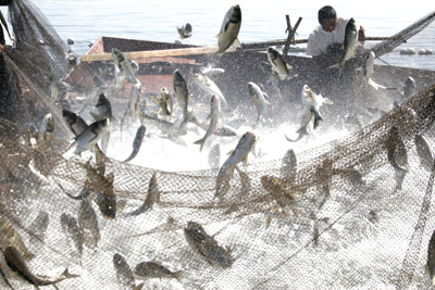  Рыбацкий фестиваль  первого улова на озере Сунхуаху - Fish Food Festival 