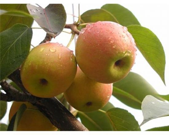 Плод плоской и круглой формы с красноватыми прожилками, похожий на яблоко называется «китайская груша».