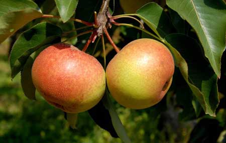 Плод плоской и круглой формы с красноватыми прожилками, похожий на яблоко называется «китайская груша».