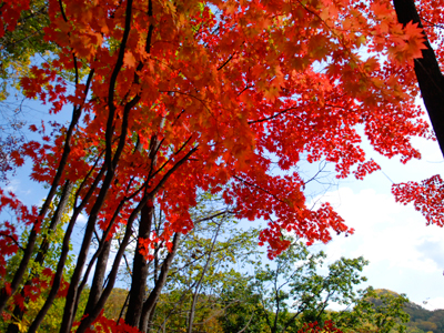 Фестиваль листьев клена в горах Унюйфэн Цзианя