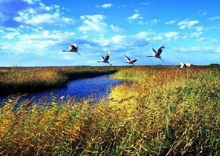 Xianghai National Nature Reserve, one of the 'top 10 attractions in Jilin, China' by China.org.cn.