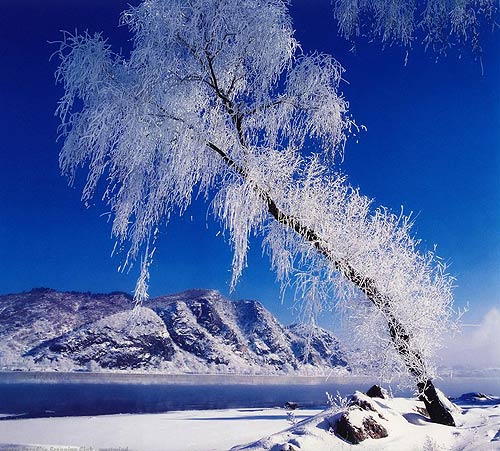 Rime in Jilin, one of the 'top 10 attractions in Jilin, China' by China.org.cn.